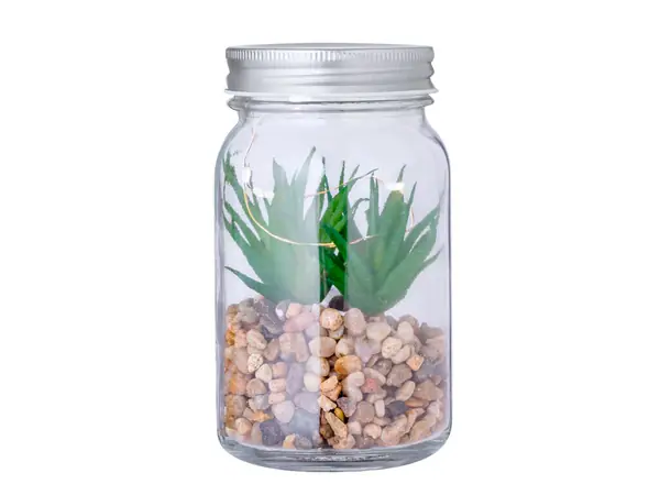 Planta decorativa Kyala